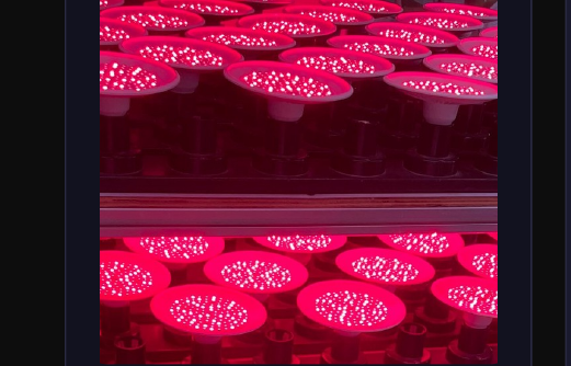 Ampoules LR Light en fonctionnement sous serre